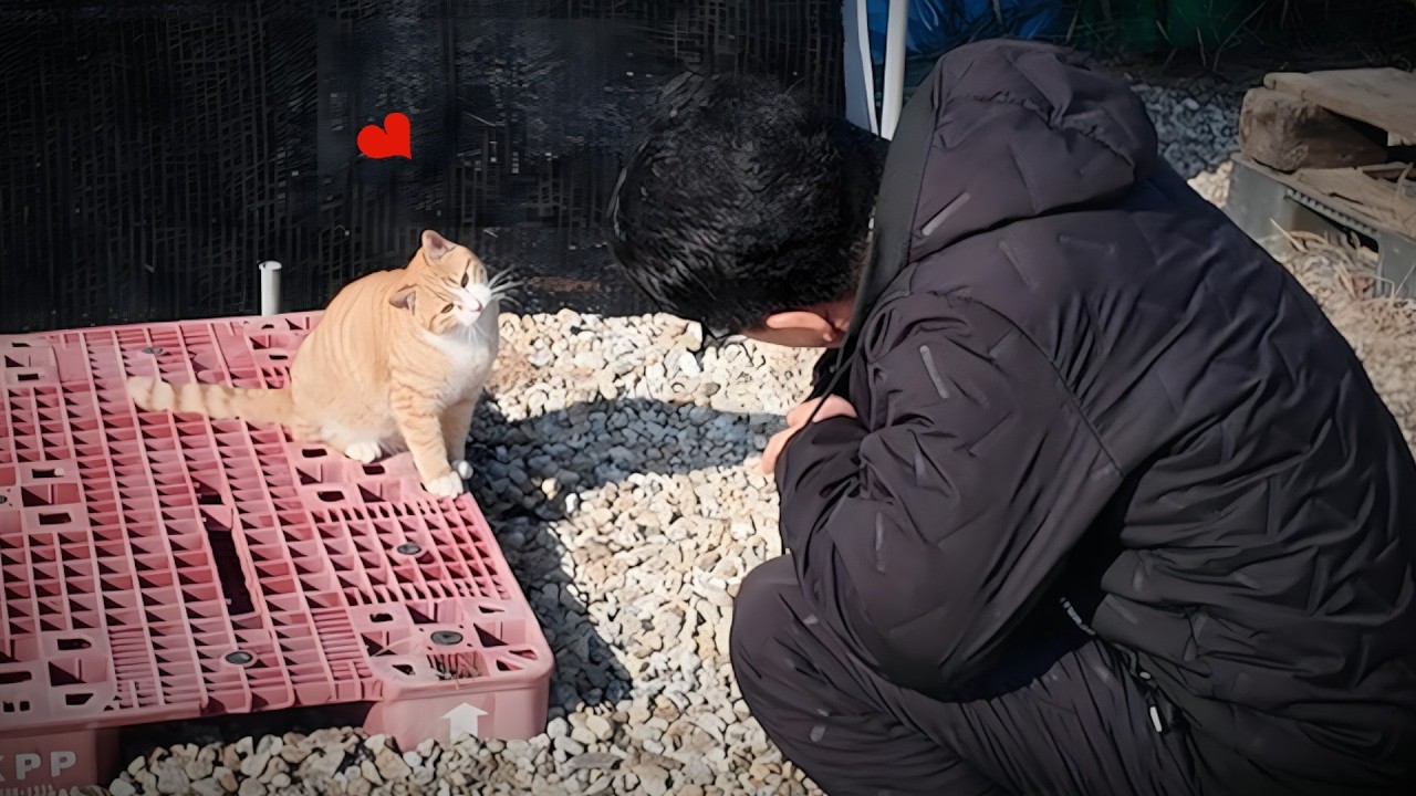 길고양이가 곁을 주었다