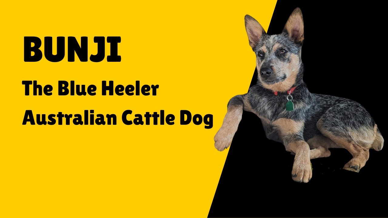Blue Heeler Australian Cattle Dog   Introducing Bunji!