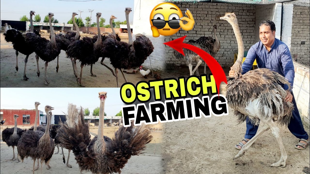 SB OSTRICH KO SHED SAY BAHIR LAY AHY SMALL OSTRICH KY SAT KAFI ENJOY KIYA|