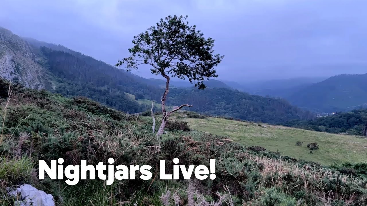 Nightjars Live!