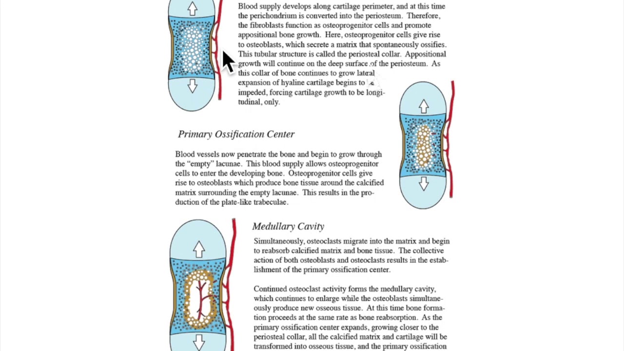 Endochondral Ossification