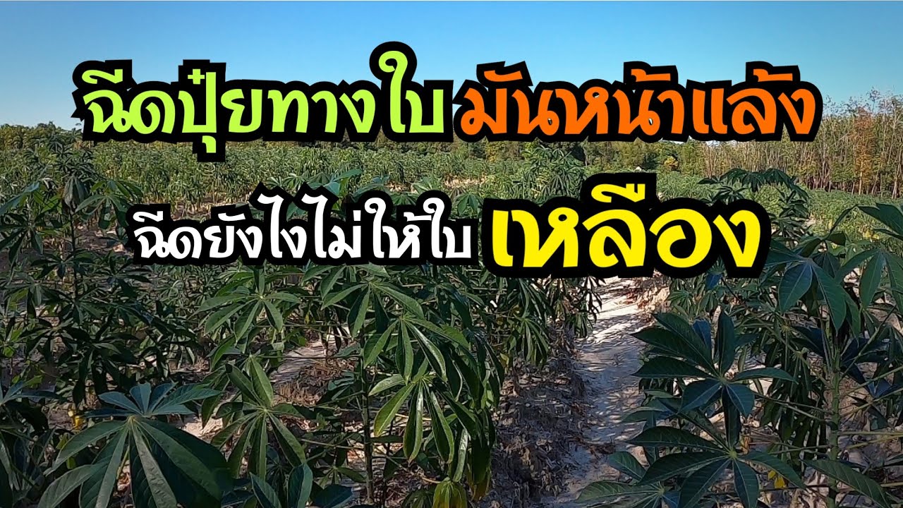 วิธีฉีดปุ๋ยทางใบมันสำปะหลังหน้าแล้ง ฉีดยังไงไม่ให้ใบเหลืองและเหี่ยวเฉา