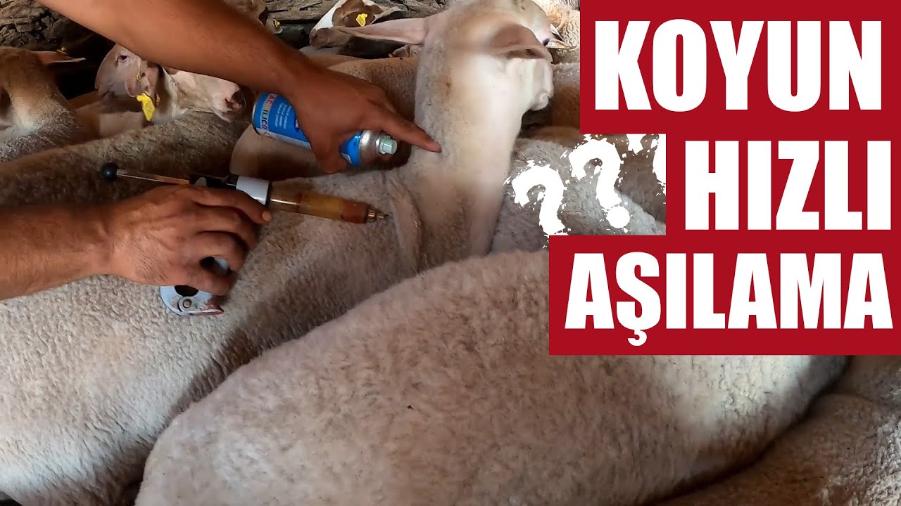 KOYUNA NASIL AŞI YAPILIR??? | (DERİ ALTI VE ETE HIZLI AŞI YAPMA???)