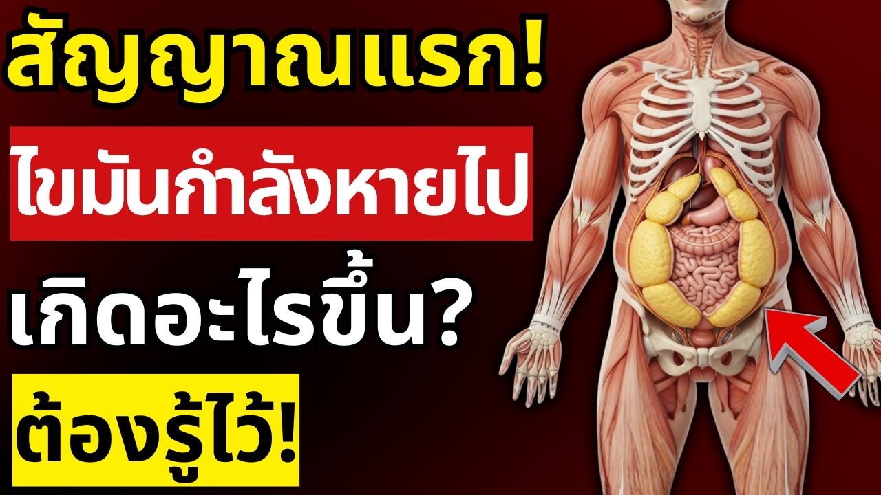 วิทยาศาสตร์พิสูจน์! เมื่อไขมันพุงเริ่มสลาย จะเกิดอะไรขึ้นกับร่างกาย | สุขภาพผู้สูงอายุ