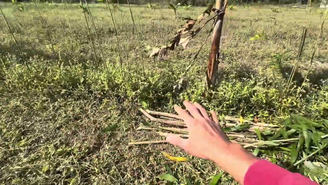 Organizing biomass 