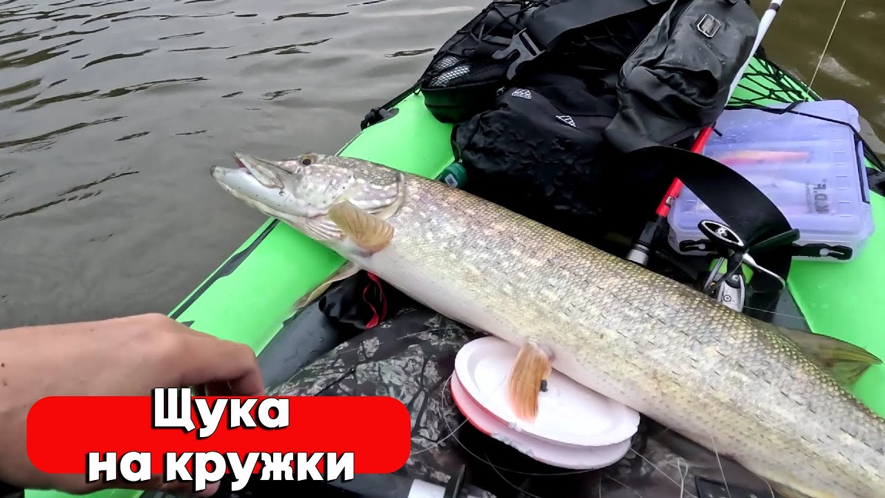 ЛОВЛЯ ЩУКИ НА КРУЖКИ! КРУПНАЯ ЩУКА НЕ СДАЕТСЯ! РЫБАЛКА НА ЖИВЦА ОСЕНЬЮ 2024