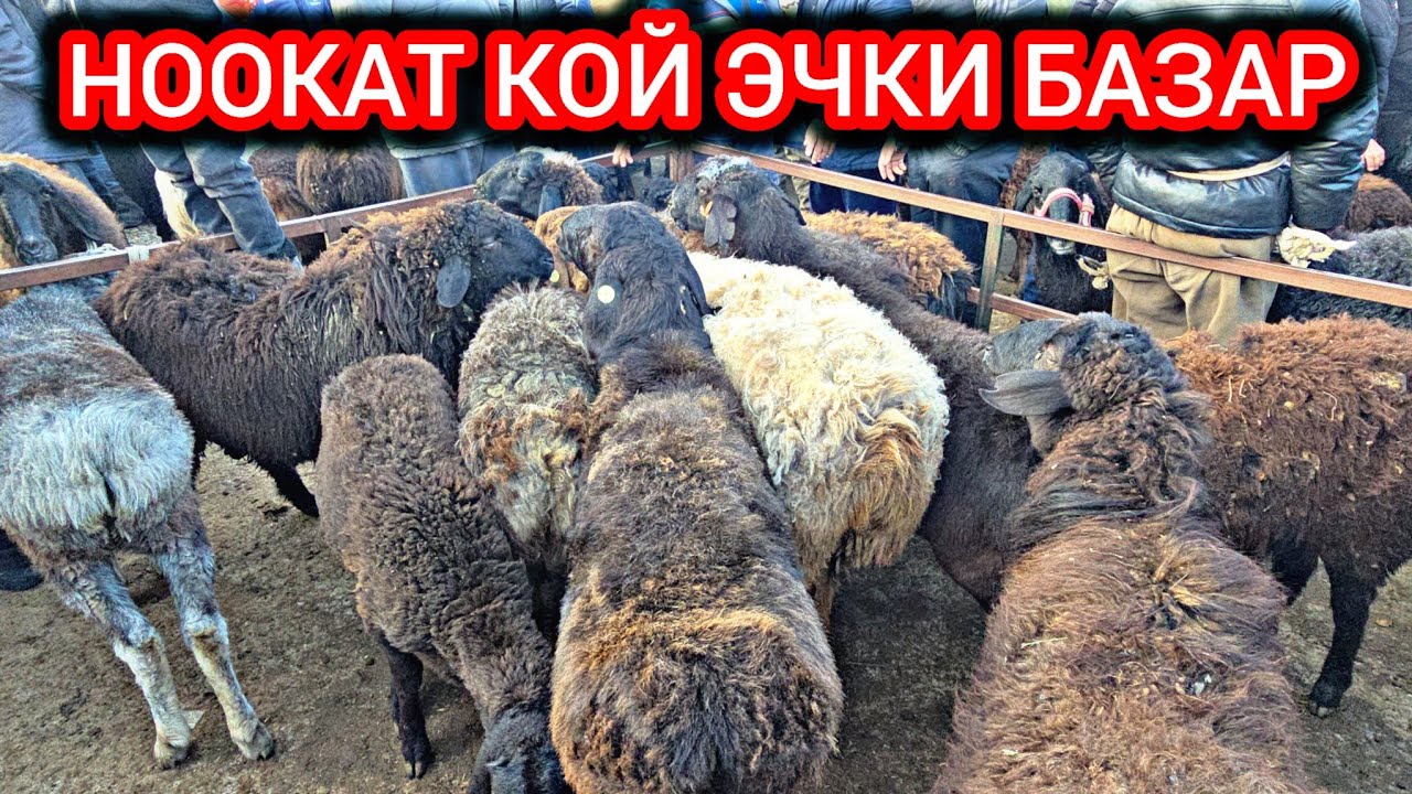 НООКАТ КОЙ ЭЧКИ БАЗАР👍  4 ЯНВАРЬ #байкж