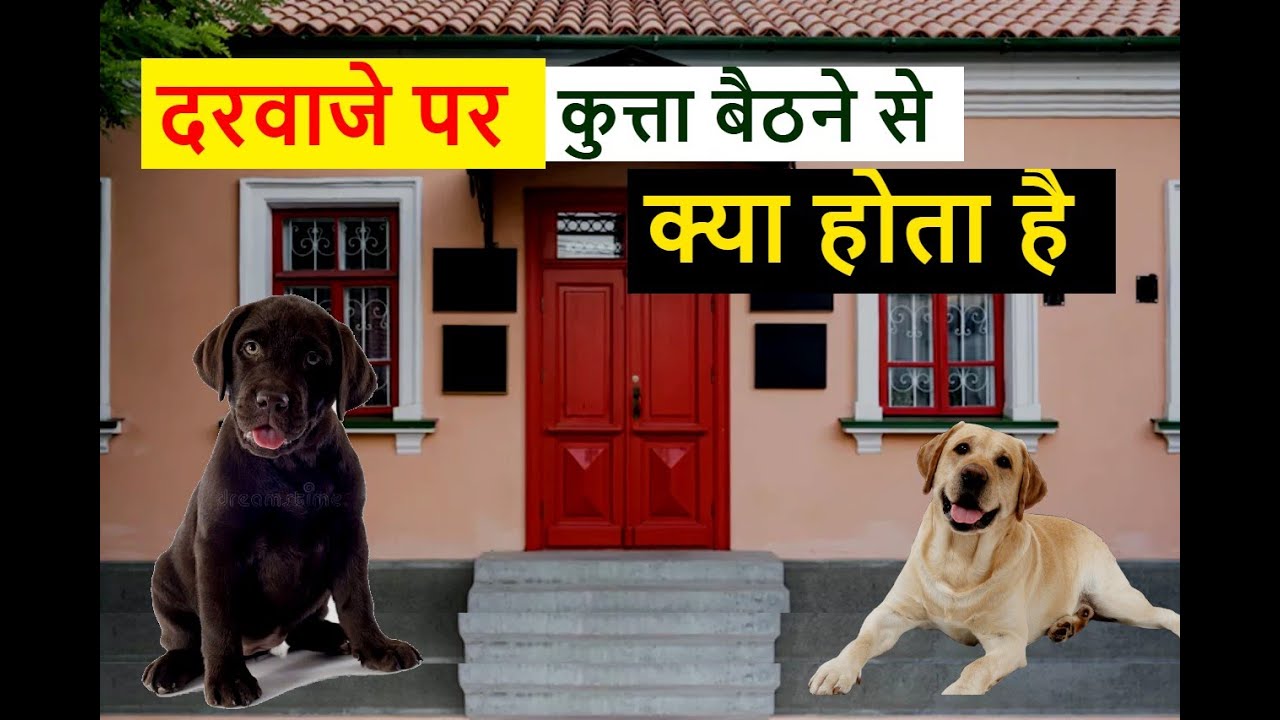 दरवाजे पर कुत्ता बैठने से क्या होता है /ghar ke darwaje par baithne se kya hota hai #dog