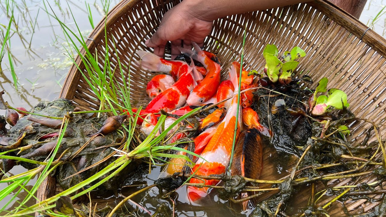 Wow Very Amazing Fishing Super Beautiful KOI Fish And Golden Fish In Lake