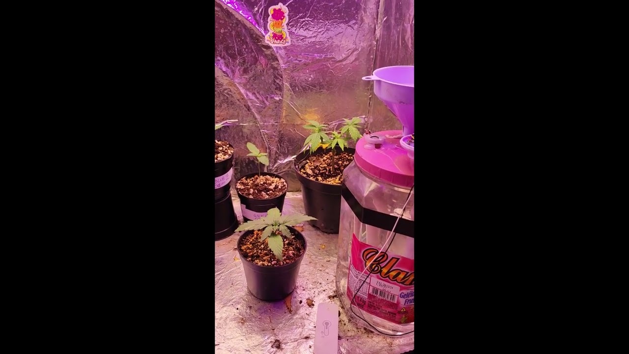 Cultivo de Cannabis: Vega e Flora em Evolu&ccedil;&atilde;o!