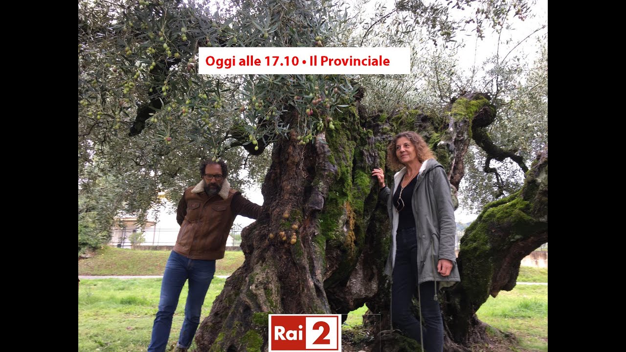 Rai2 • Il Provinciale • Giano dell'Umbria • Olivo di Macciano