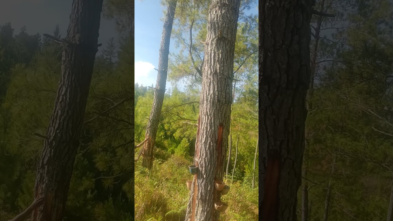 Selamat beraktivitas,penyadap getah pinus 