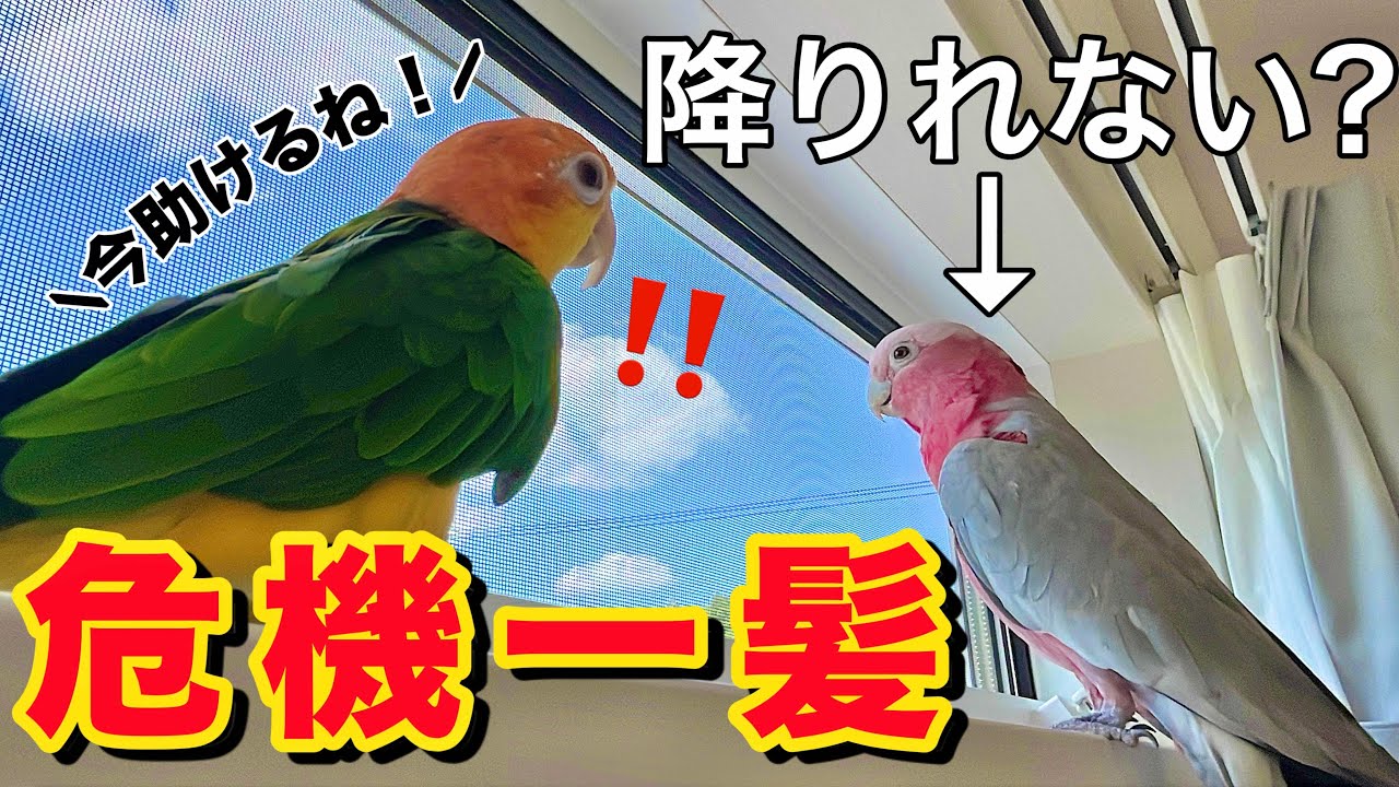 高い場所から降りれなくなったオウムの救出劇！仲間が助けに行くとまさかの展開に！？【モモイロインコ】