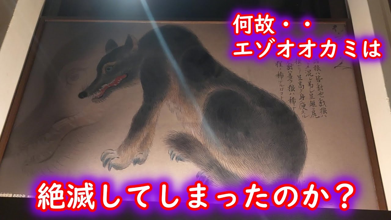 【狼】滅び去った神獣！エゾオオカミは何故絶滅してしまったのか？
