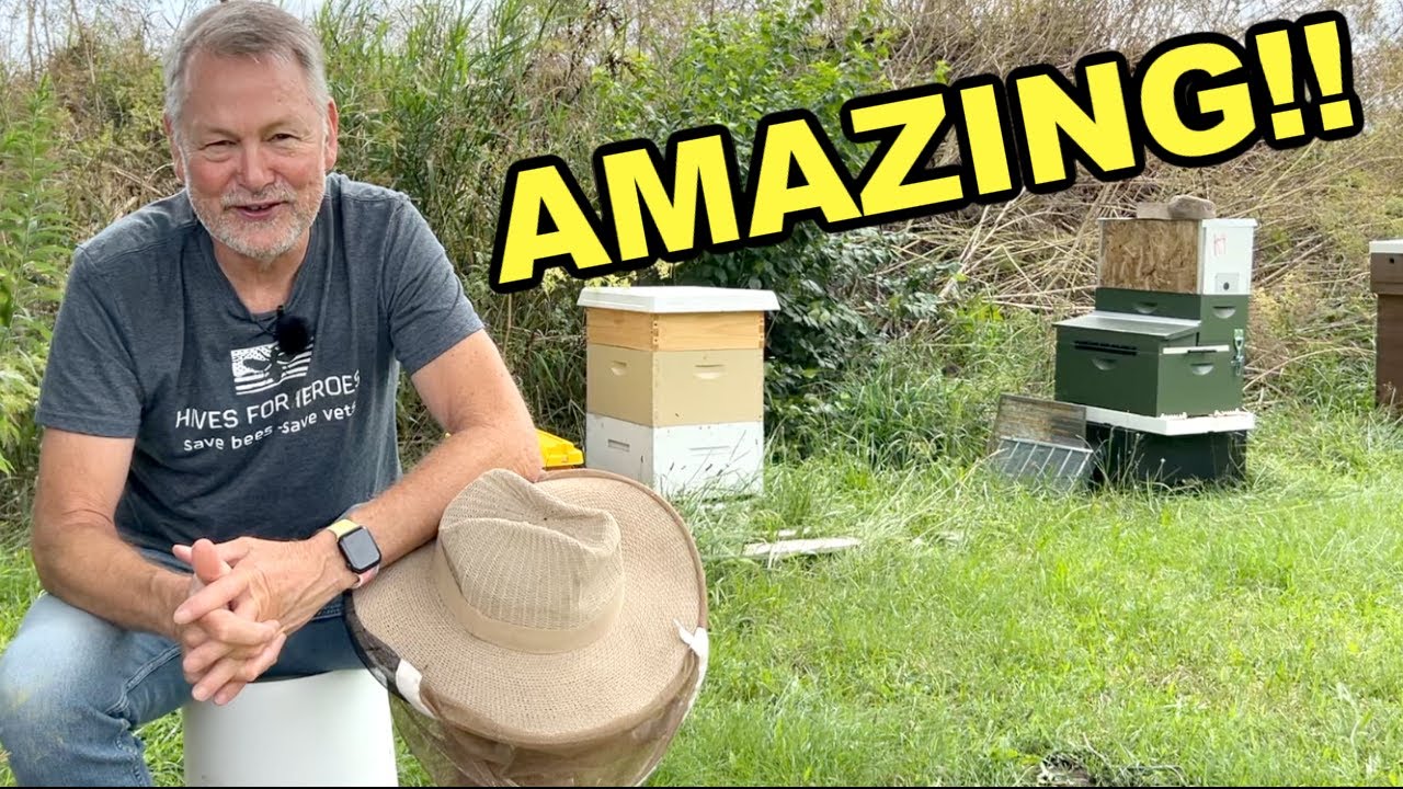 Beekeeping Resource Hive Recovery: It's AMAZING!!