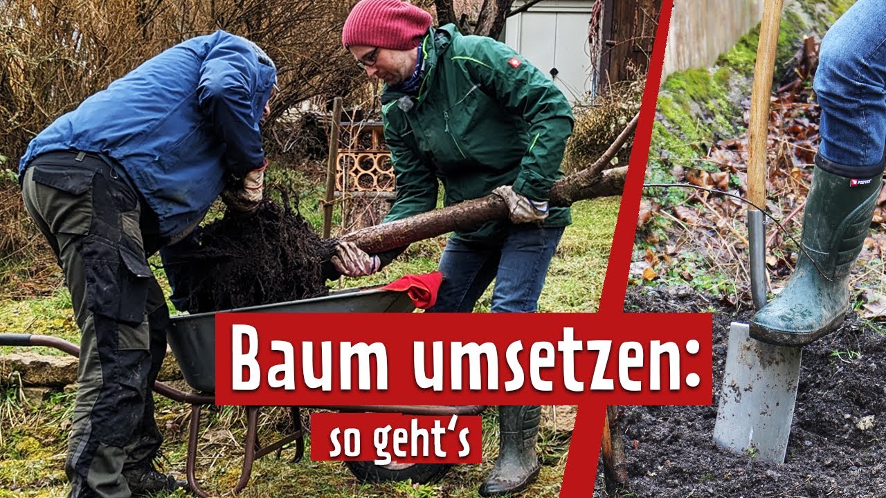 Jungen Baum richtig umpflanzen | MDR Garten