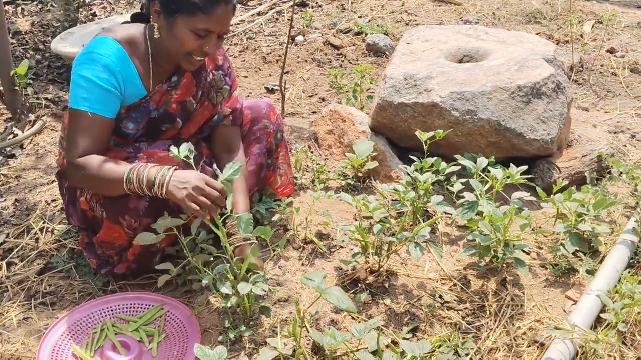 మా పెరట్లో గోకరకాయలు చూడండి...#ytchannel #