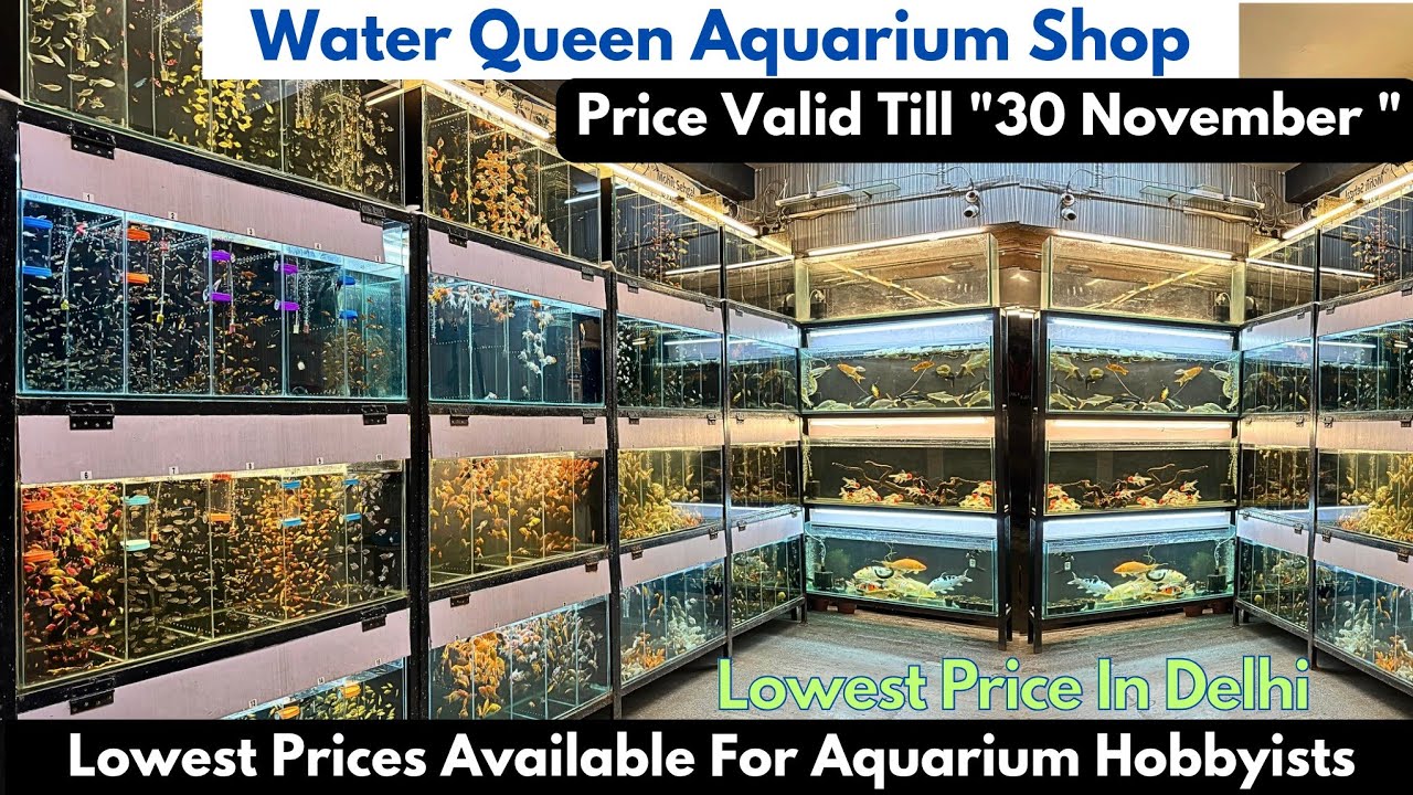 Huge Quantity Of Aquarium Fishes At Low Price Water Queen Aquarium Shop Uttam Nagar Delhi #aquarium