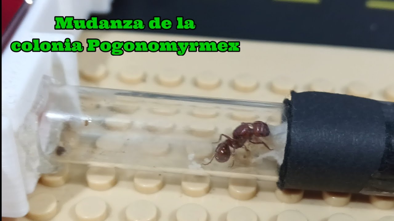 Mudanza de mi Reina Pogonomyrmex barbatus (es necesario 😥)