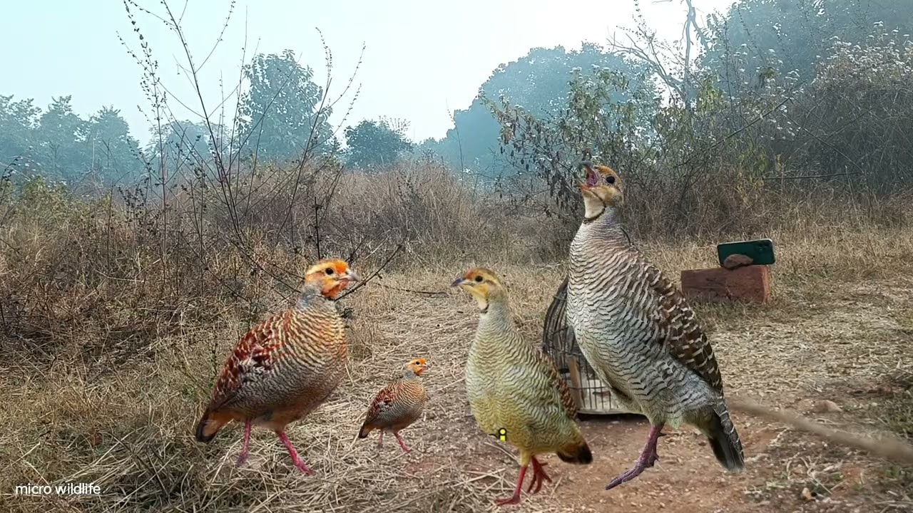 Nov year ka Super Awaaz (grey francolin voice) partridge Shikar karne ka // Super jungle Teetarvoice