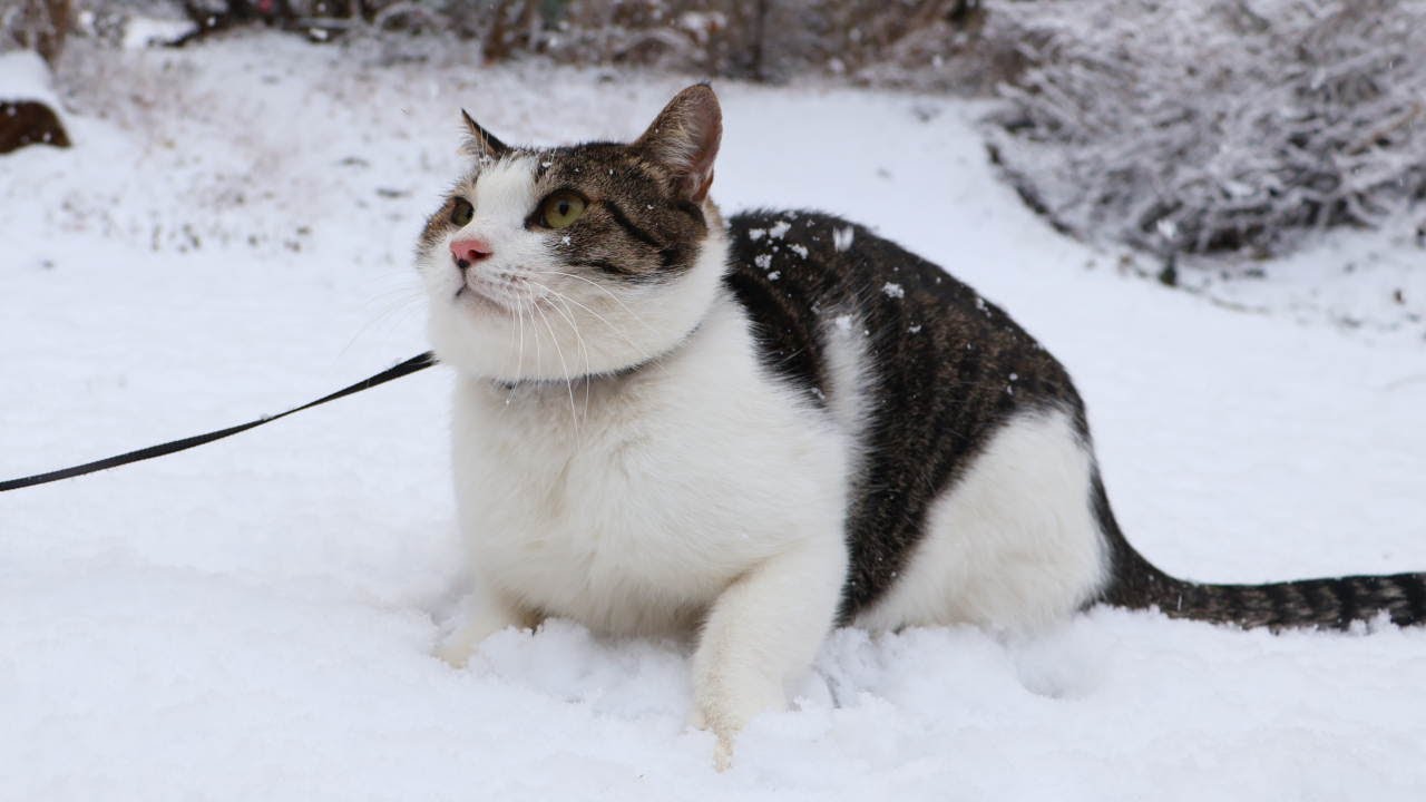 さばじろう薄雪散歩　260108