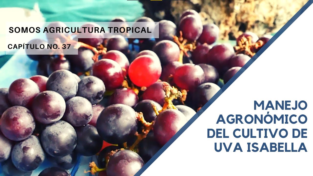 Manejo agronómico del cultivo de uva isabella -  Somos Agricultura Tropical
