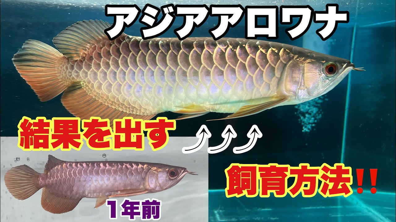 アジアアロワナ　過背金龍　1年間の成長記録　締め飼いの結果劇的変化！