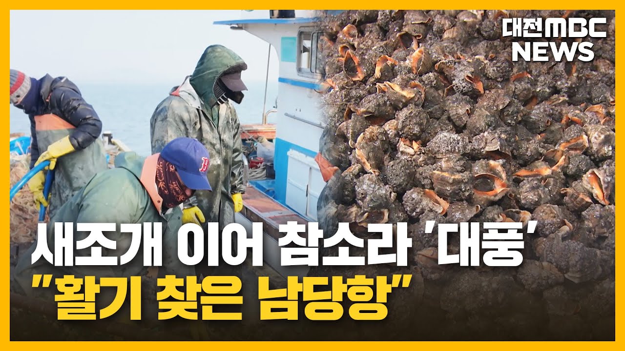 [투데이]새조개 이어 참소라 '대풍'...