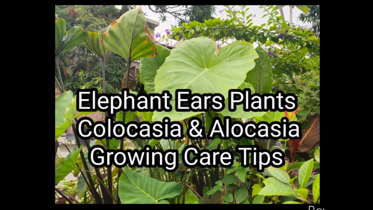 Elephant Ears Plants - Colocasia & Alocasia Growing Care Tips