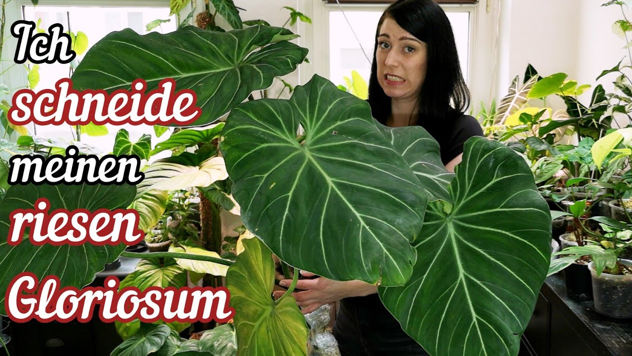 Philodendron Gloriosum vermehren | Stecklinge schneiden Zimmerpflanzen