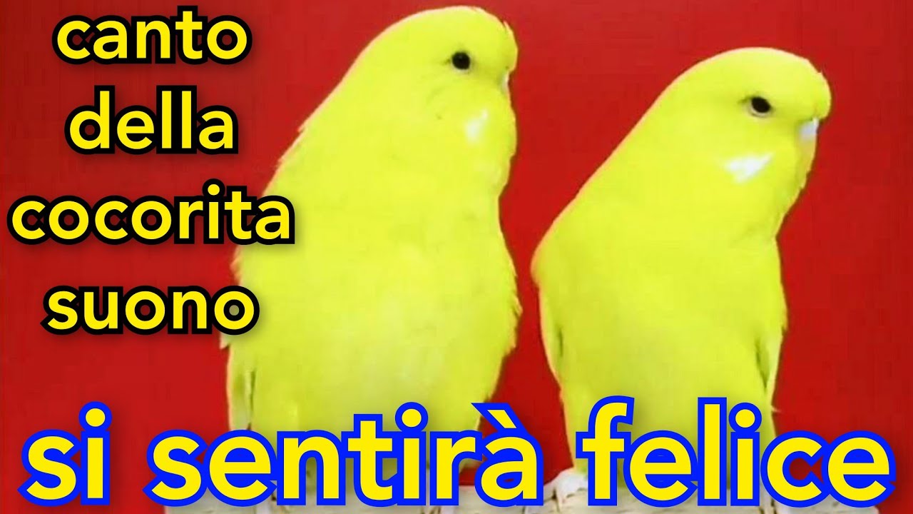 canto della cocorita suono / si sentirà felice / chiamata del pappagallino