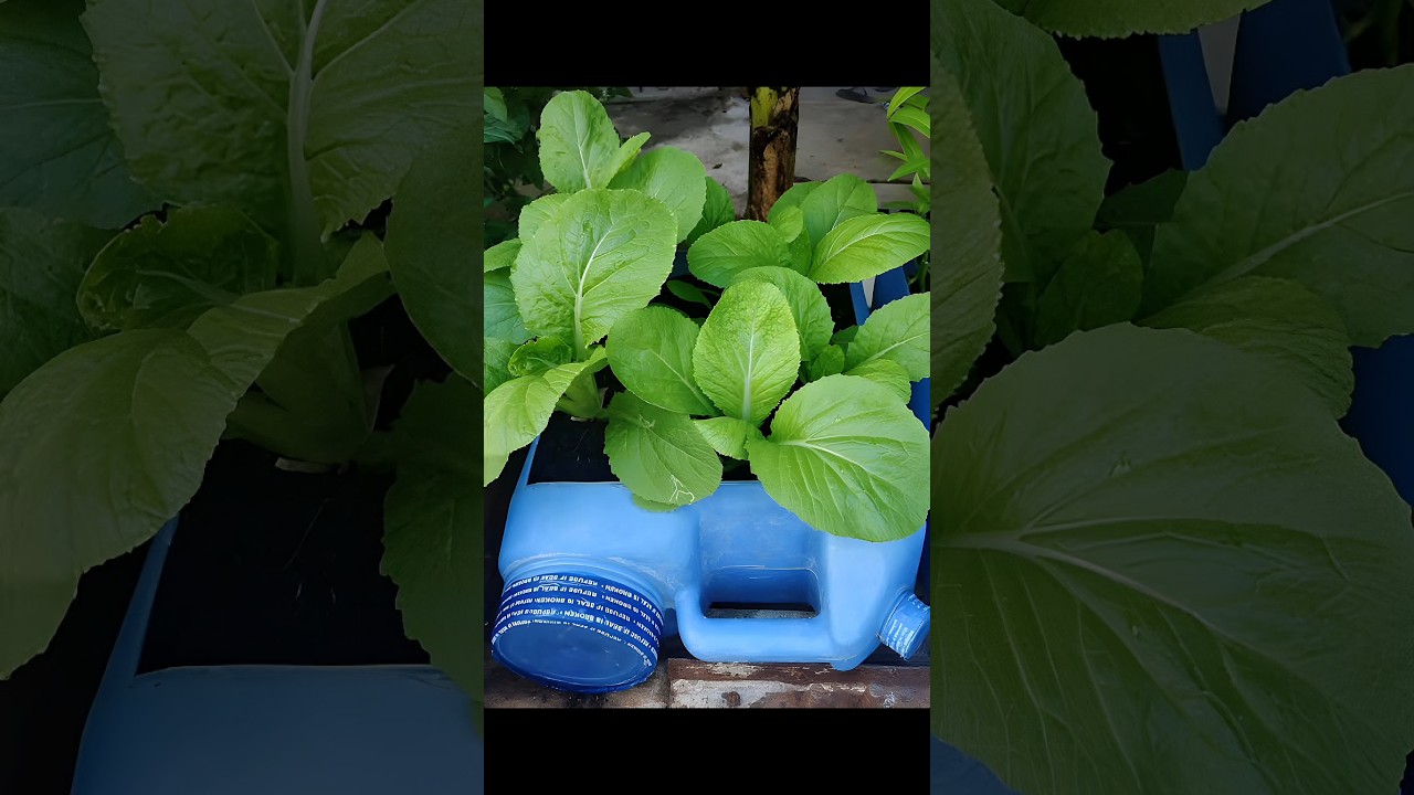 THE ABSOLUTE BEST Way to Grow Mustard Greens in a Pot Revealed