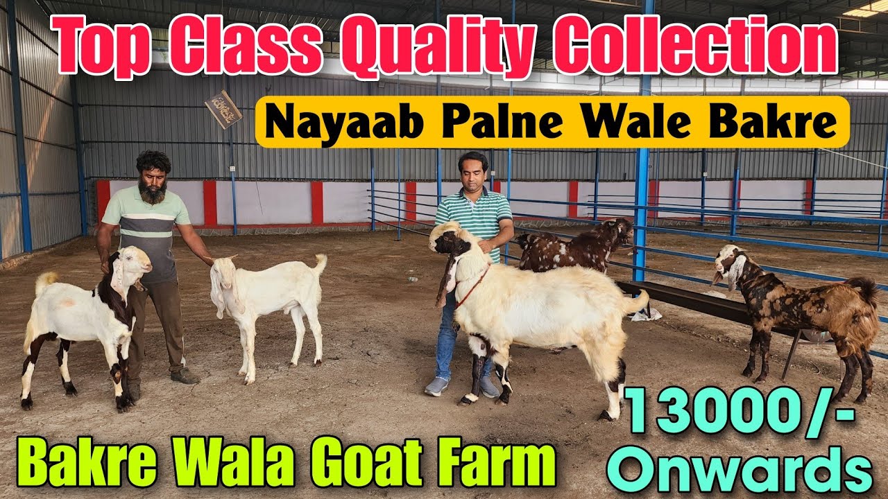13000/- Onwards Top Quality Andul Goat At BAKRE WALA GOAT FARM | 2026 Palne Wale Bakre PADHGA 