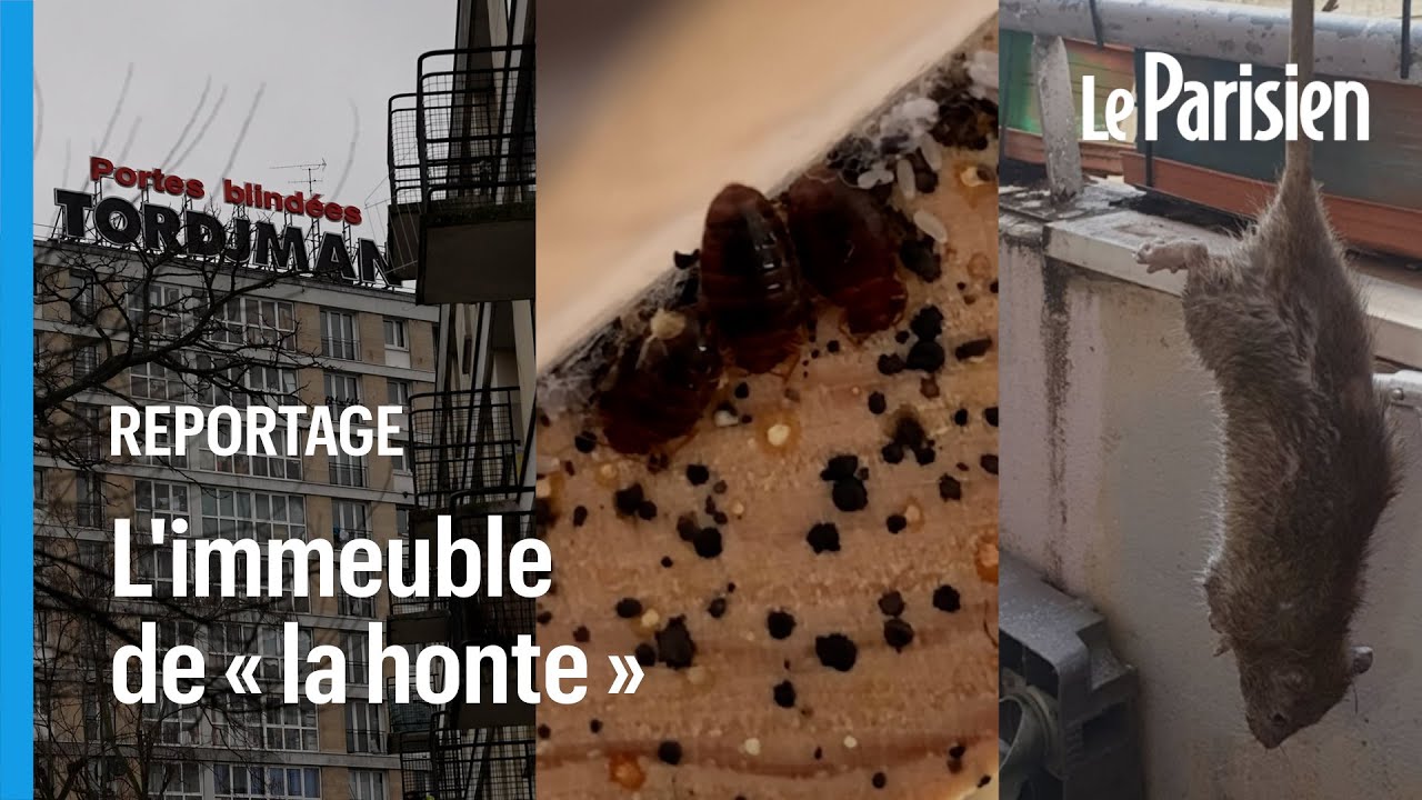 Rats, punaises de lit et périphérique : le calvaire sans fin des habitants de la cité « Python »