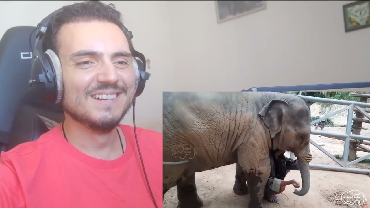 Младший тайком убирается, чтобы попутешествовать. Слоненок 🐘🐘 или обезьянка 🙈🙈 Реакция