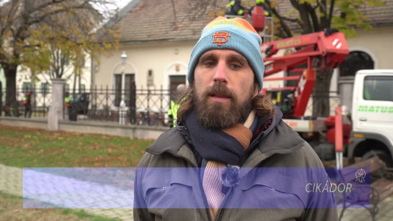 Szakfel&uuml;gyelettel zajlik a fa&aacute;pol&aacute;s - koronak&ouml;nny&iacute;t&eacute;s B&aacute;tasz&eacute;ken