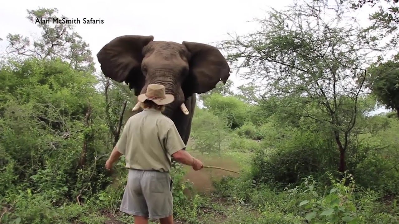 This Guy Stops Charging Elephant with nothing but a Stick