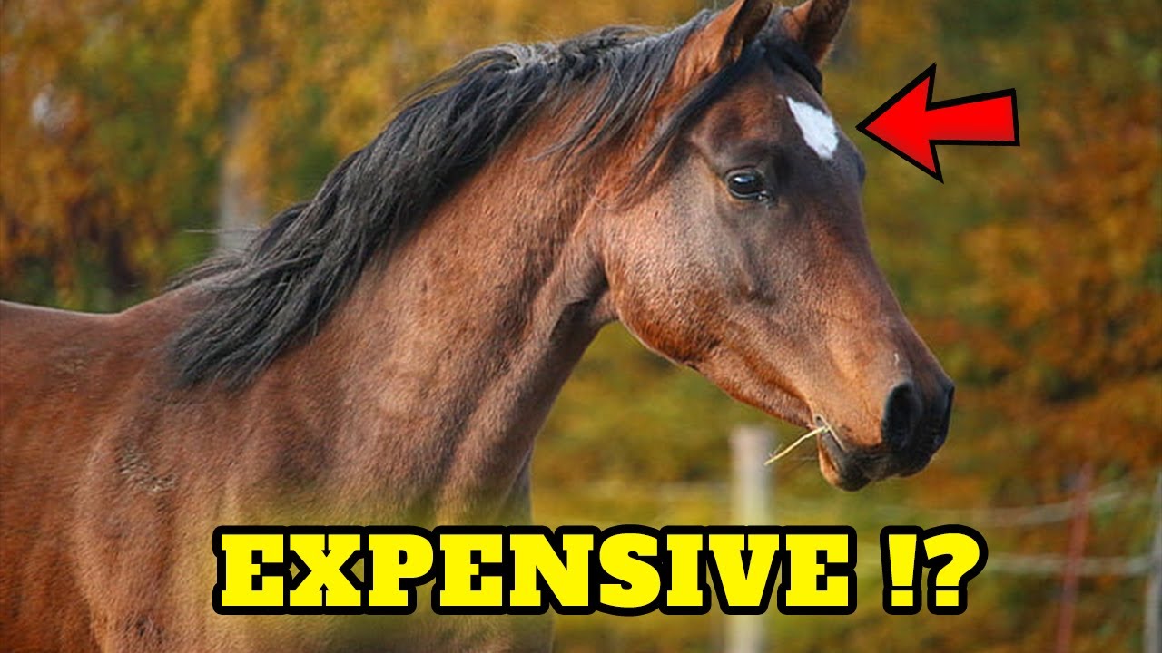 You will be SURPRISED how much does a thoroughbred horse cost - MUST WATCH