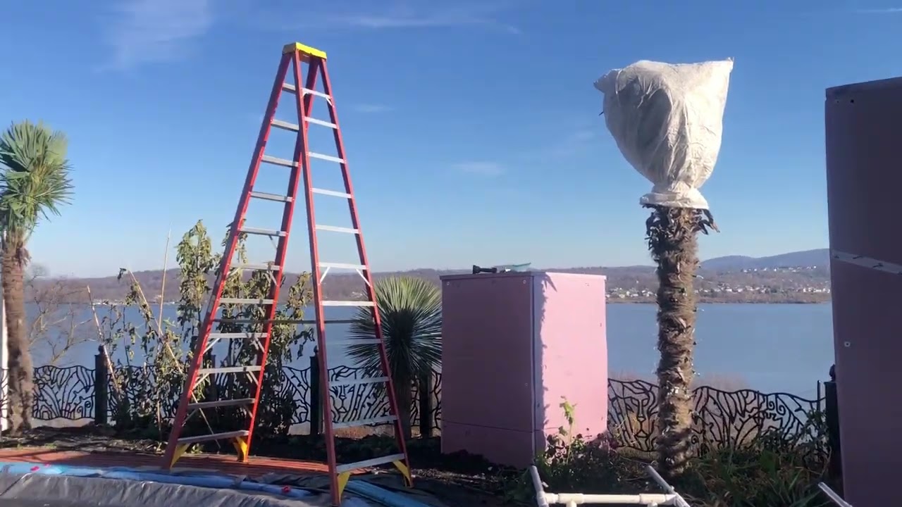 How to Protect Palm Trees from Winter