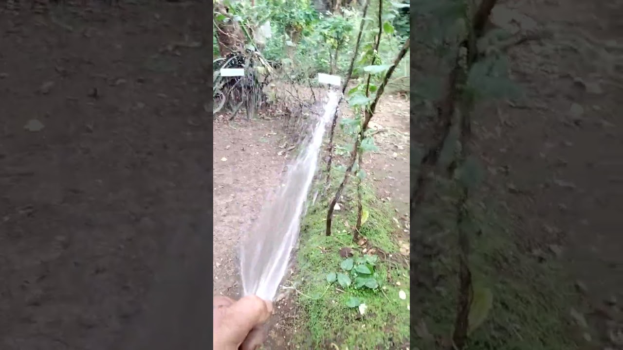 Mag dilig Oli ako sa gulayan sa paaralan 