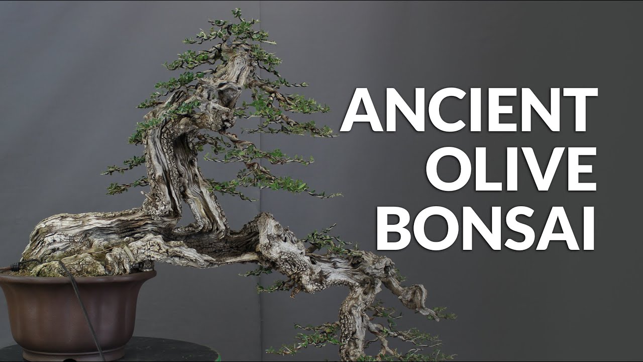 Designing an Olive Bonsai tree