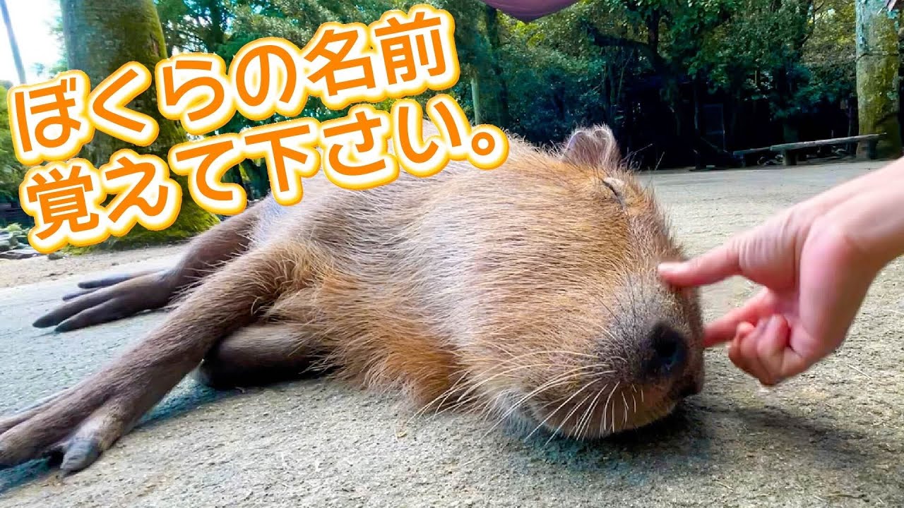飼育員直伝！10倍楽しめる、カピバラさんの見分け方！