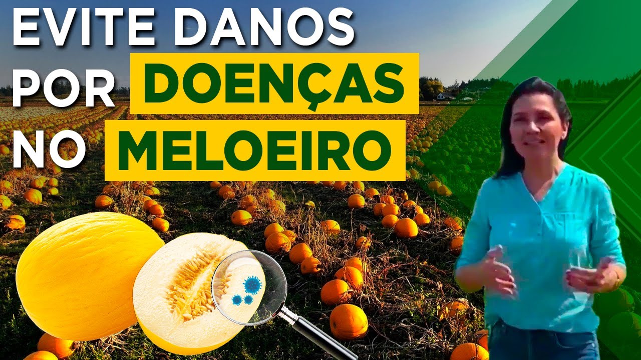 Doenças do Meloeiro: Como Identificar e Controlar com Eficiência – com Márcia Michelli
