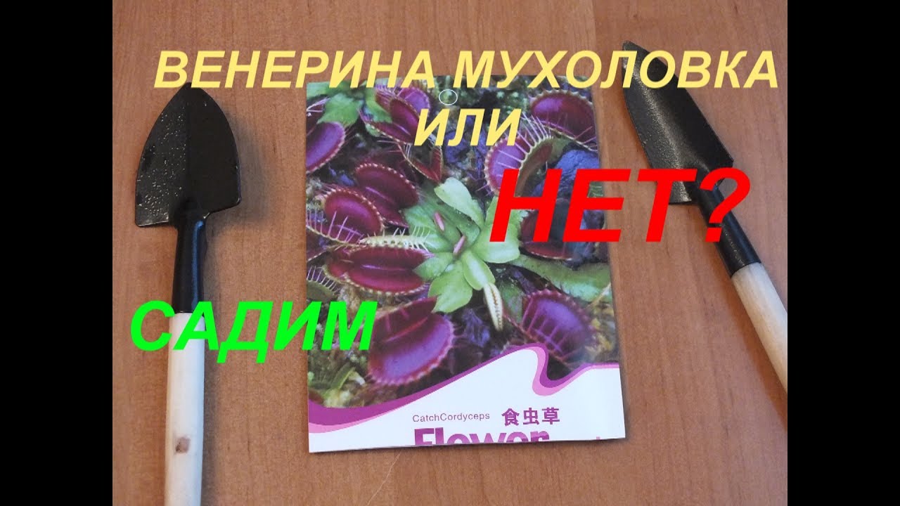 Dionaea Китайские семена. Садим венерину мухоловку или чтото другое