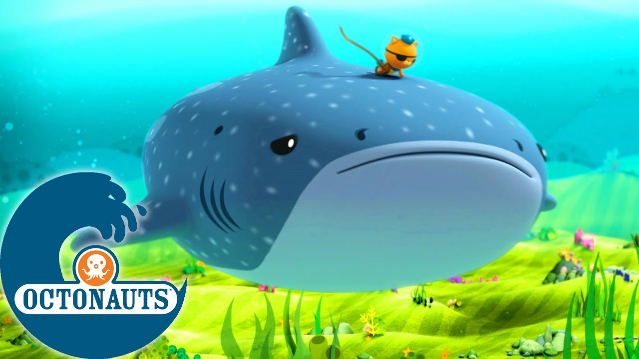 Octonauts - Le requin-baleine 🐋🦈 | Dessins animés pour enfants