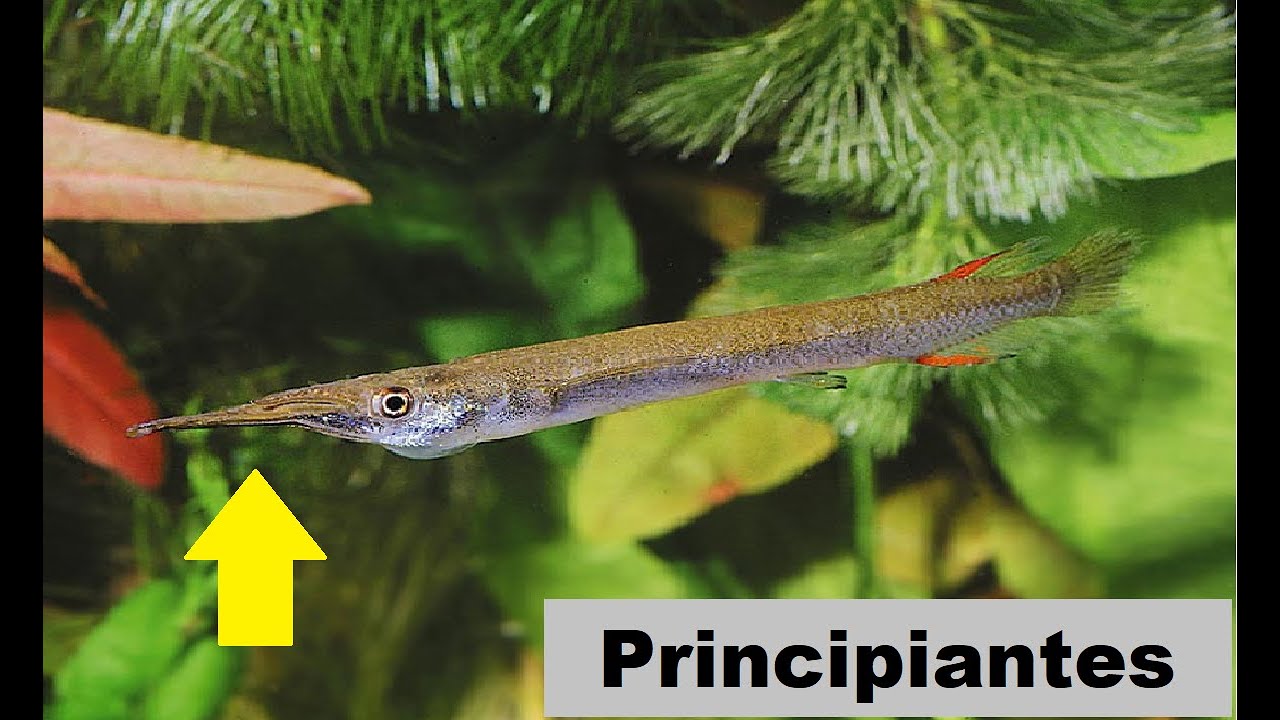 El pez con Medio Pico: Dermogenys pusilla