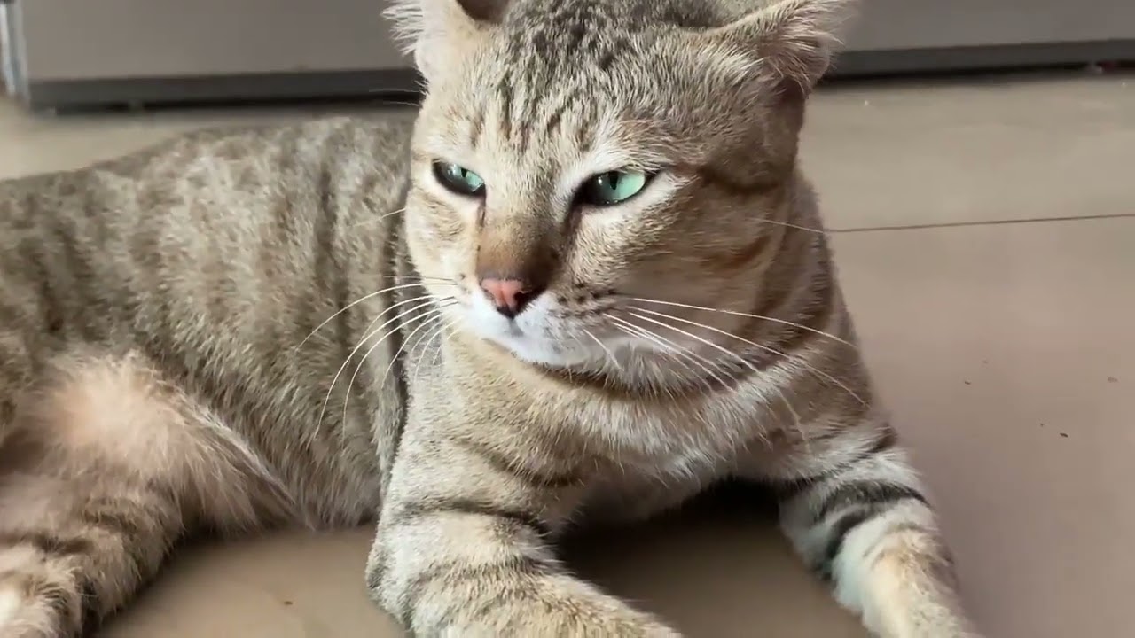 The cat is eating its food This cat is cute, my uncle raised it