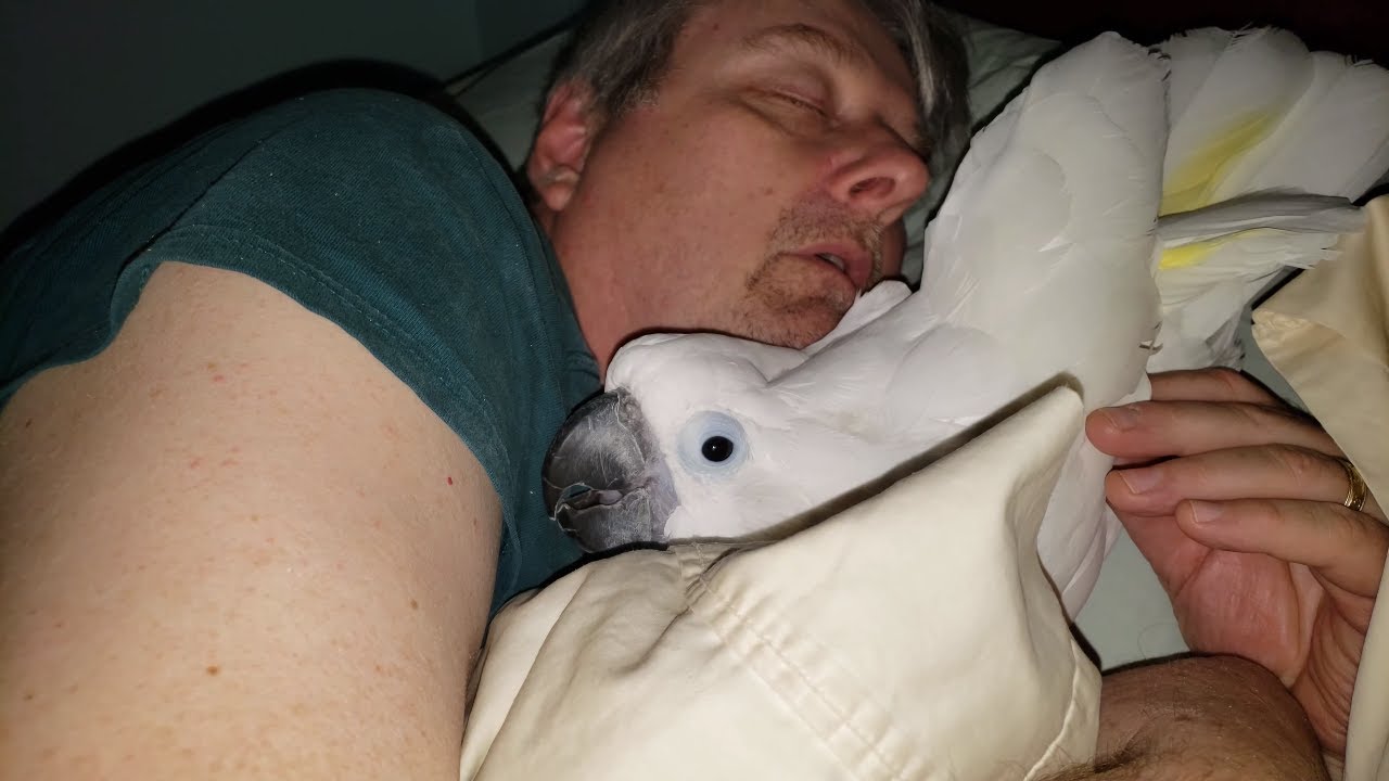 This Cockatoo Won't Go To Bed