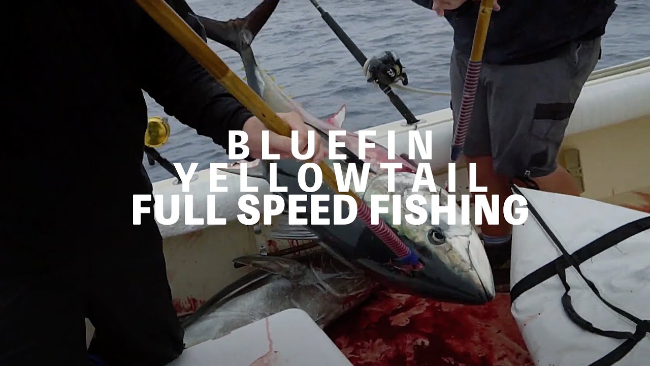 Surface Iron Yellowtail & 4 Big Bluefin Tuna