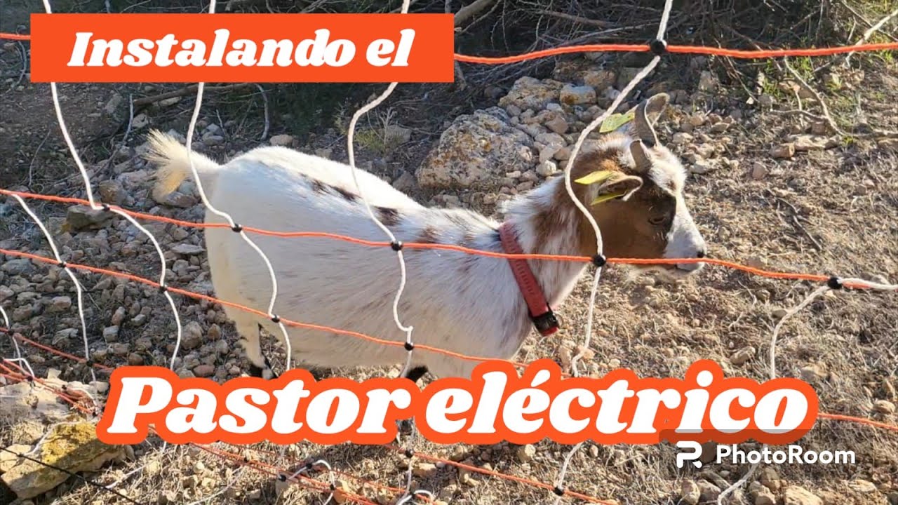 Instalamos el pastor eléctrico para que las cabras enanas puedan tener más libertad